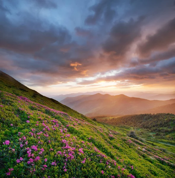 Flowes Gündoğumu Sırasında Dağlarda Yaz Aylarında Güzel Doğal Peyzaj — Stok fotoğraf