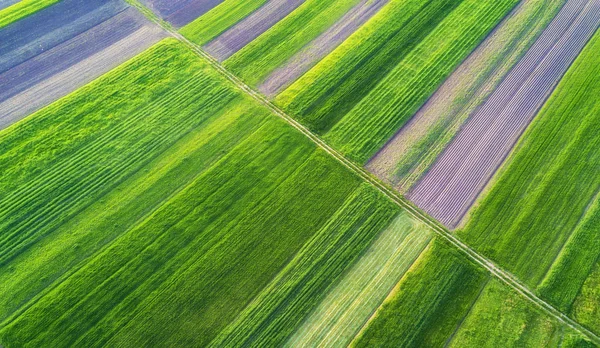 Reihen Auf Dem Feld Natürliche Luftlandschaft Zum Thema Landwirtschaft — Stockfoto