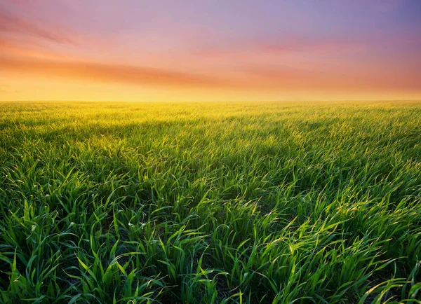 Gras Het Veld Tijdens Zonsopgang Agrarische Landschap Zomer — Stockfoto