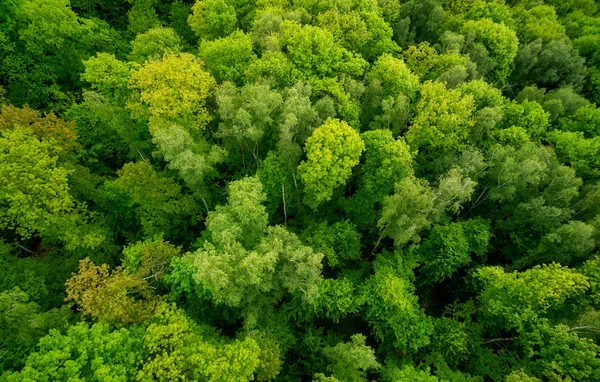 Aerial view of forest. Beautiful natural background at the summer time