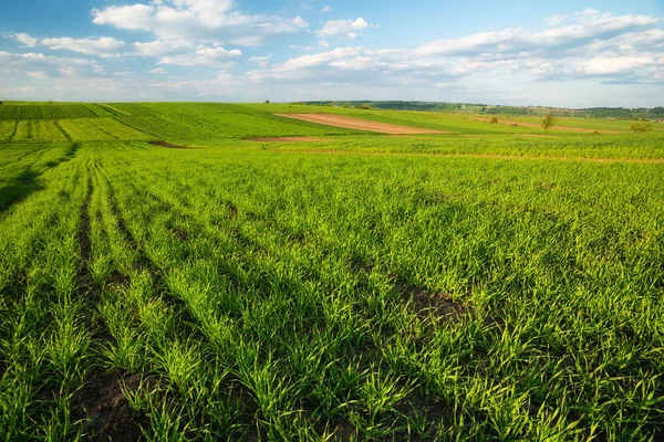 Des Rangées Sur Terrain Paysage Agricole Naturel Heure Été — Photo