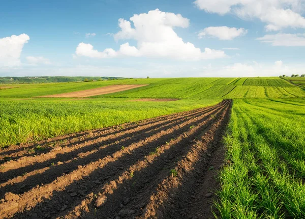 Filas Campo Paisagem Agrícola Natural Hora Verão — Fotografia de Stock