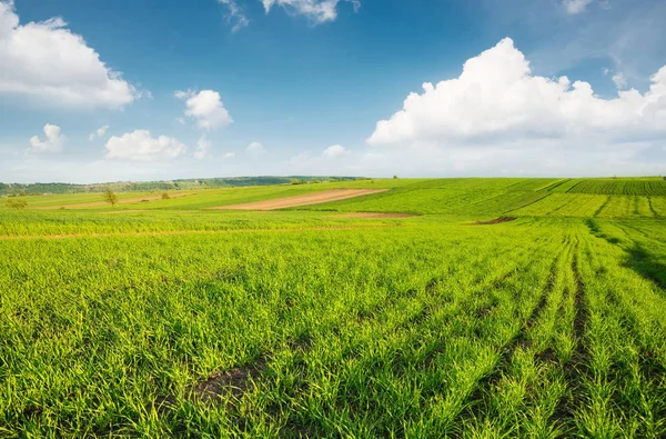 Rows Field Natural Agricultural Landscape Summer Time — Stock Photo, Image