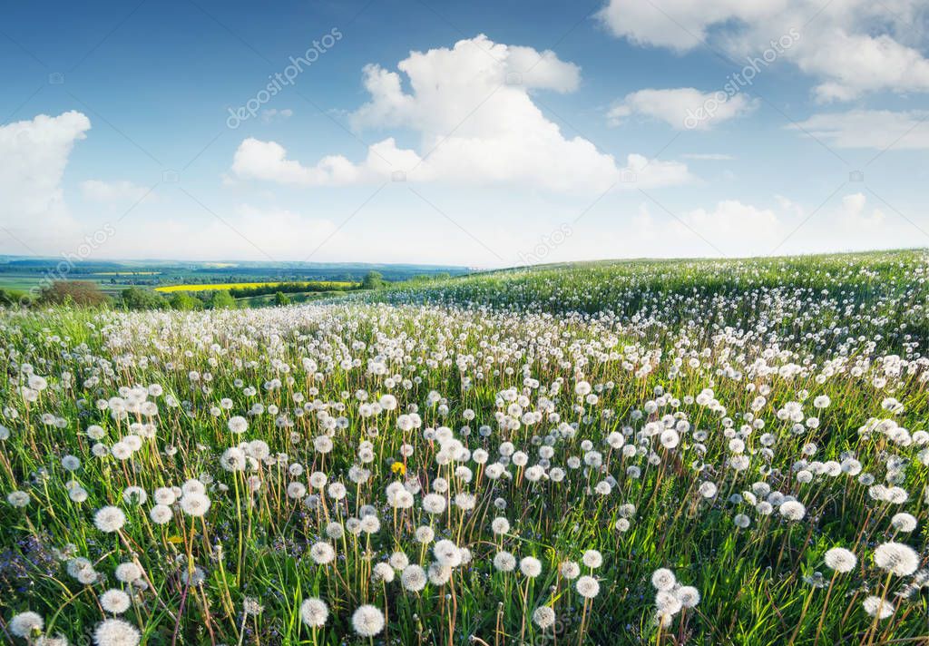 Field with flowers in the spring time. Beautiful natural landscape