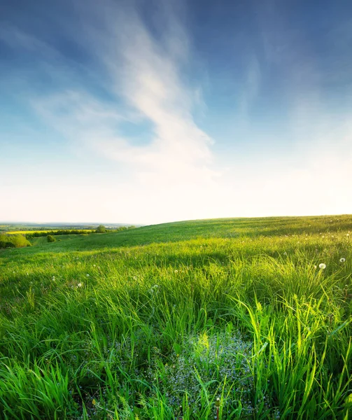 Picturesque View Green Field Summer Time — Stock Photo, Image