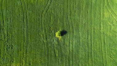 Yalnız ağaç sahada. Tarım manzara--dan soluduğumuz hava