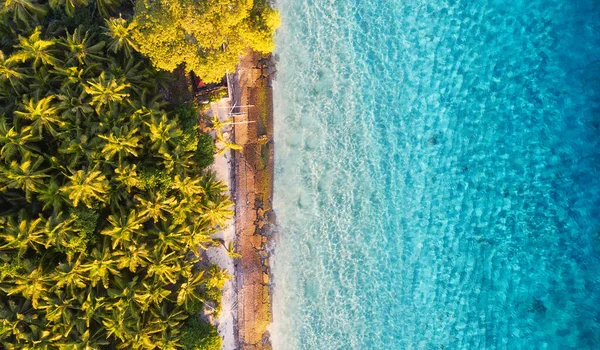 Okyanus Palmiyelerin Havadan Görünüşü Turkuaz Arka Planı Havadan Gelen Yaz — Stok fotoğraf