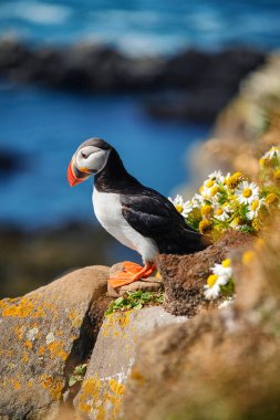 İzlanda'da Puffin. Dik kayalıklarda deniz kuşları. İzlanda'daki Westfjord'daki kuşlar. Vahşi hayvanlarla kompozisyon. Kuş - resim