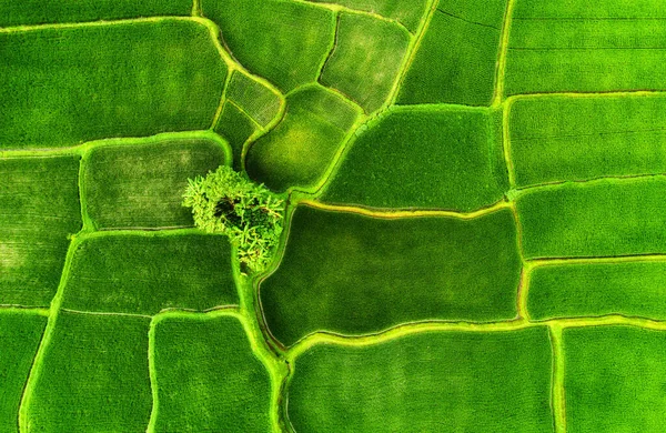 Luftaufnahme Auf Den Reisterrassen Landschaft Aus Drohnen Agrarlandschaft Aus Der — Stockfoto