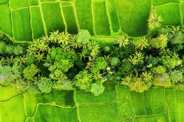 Vista Aérea Nos Terraços Arroz Paisagem Drone Paisagem Agrícola Jatiluwih — Fotografia de Stock