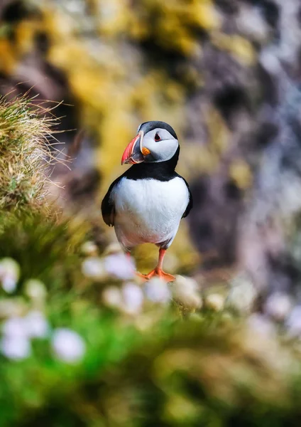 Puffin Islandia Burung Laut Tebing Yang Terjal Burung Westfjord Islandia — Stok Foto