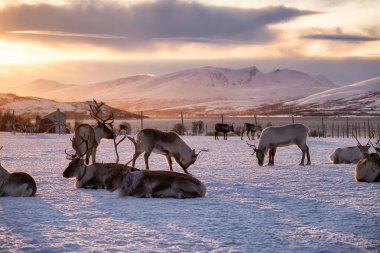 Gün batımında karda bir geyik sürüsü. Vahşi doğadaki hayvanlar gibi. Gün batımında geyiklerle birlikte kış manzarası. Tromso, Norveç - seyahat