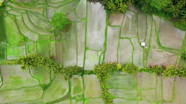 从空中俯瞰稻田 与无人机的景观 从空中看农业景观 夏天的稻田 印度尼西亚巴厘 — 图库视频影像