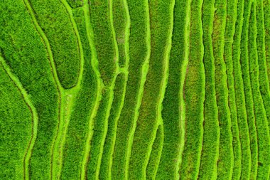 Pirinç teraslarının havadan görünüşü. İnsansız hava aracından peyzaj. Havadan tarımsal manzara. Yazın pirinç terasları. UNESCO Dünya Mirası - Jatiluwih yükselme terası, Bali, Endonezya. Seyahat - resim
