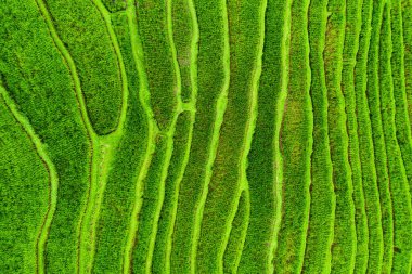 Pirinç teraslarının havadan görünüşü. İnsansız hava aracından peyzaj. Havadan tarımsal manzara. Yazın pirinç terasları. UNESCO Dünya Mirası - Jatiluwih yükselme terası, Bali, Endonezya. Seyahat - resim