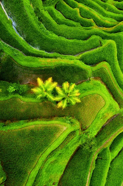 Flygfoto Ris Terrasser Jordbrukslandskap Från Luften Risterrasser Sommaren Bali Indonesien — Stockfoto