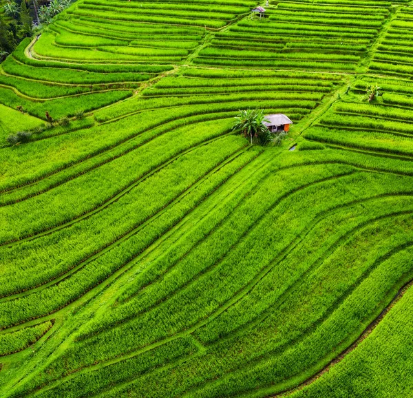 계단식논 공중에 있습니다 드론이 공중에서 여름에는 계단식 논이다 Unesco World — 스톡 사진