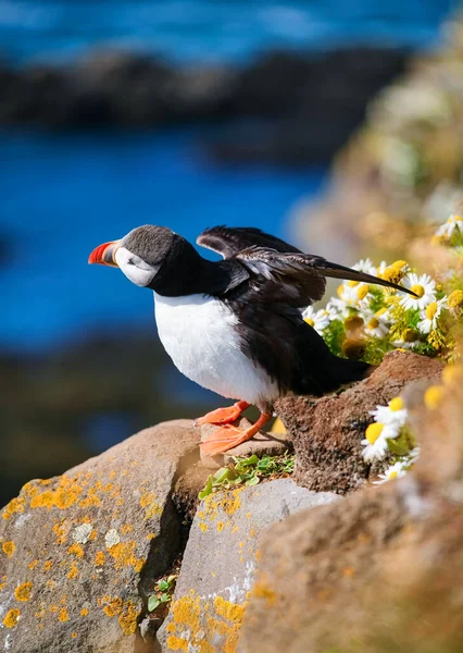 Puffin Islandia Burung Laut Tebing Yang Terjal Burung Westfjord Islandia — Stok Foto