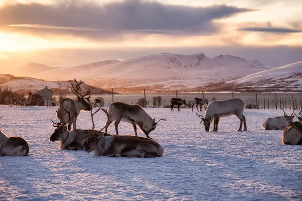 Uma Manada Veados Neve Durante Pôr Sol Animais Vida Selvagem — Fotografia de Stock