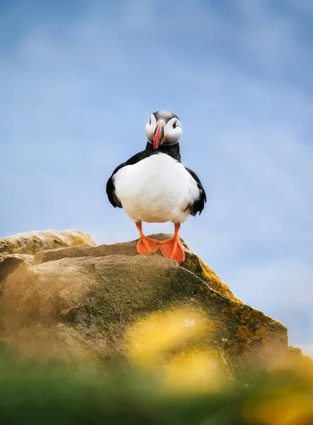 Puffin Island Havsfågel Klippor Fåglar Westfjorden Island Sammansättning Med Vilda — Stockfoto