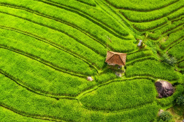 Vue Aérienne Des Terrasses Riz Paysage Drone Paysage Agricole Air — Photo