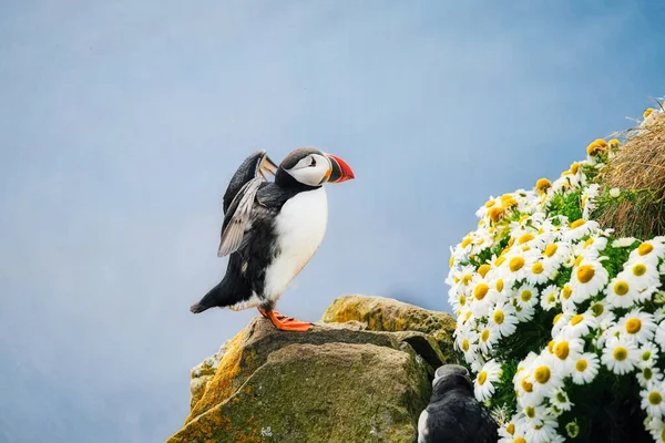 Puffin in Iceland. Seabird on sheer cliffs. Birds on the Westfjord in Iceland. Composition with wild animals. Birds - image