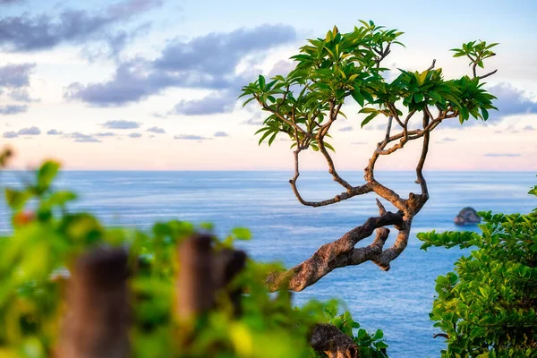 Árvore Céu Fundo Mar Paisagem Durante Pôr Sol Kelingking Beach — Fotografia de Stock