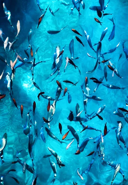 Fishes under water as a background. Blue transparent water with school of fish. Sea animals. Fish school - image