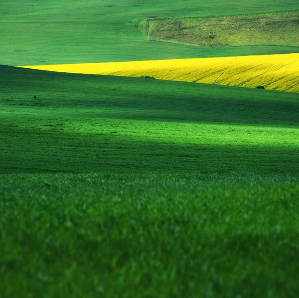 Veld Als Achtergrond Gras Weide Het Moment Van Dag Landbouwlandschap — Stockfoto