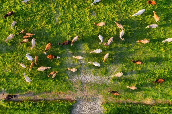 从空中俯瞰奶牛 从空中看农场景观 家畜的组成 照片来自无人机 动物形象 — 图库照片