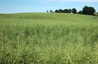 Polonya yeşil buğday