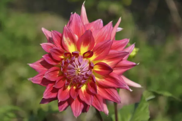 Büyük çiçek Dahlia — Stok fotoğraf