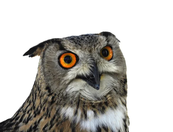 Owl isolerad på bakgrunden nära upp — Stockfoto