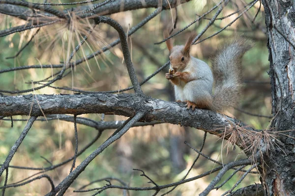 Östliches Grauhörnchen auf einer Kiefer — Stockfoto