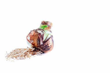 Amaryllis ampul Hippeastrum kökleri ile