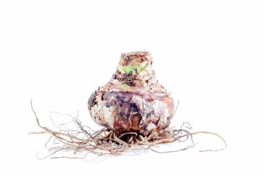 Amaryllis Bulb Hippeastrum with Roots clipart