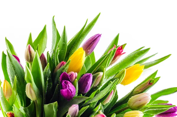 Mieszane kolory tulipanów — Zdjęcie stockowe