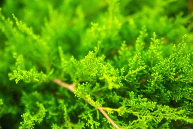 Parktaki parlak thuja 'nın yeşil dalları