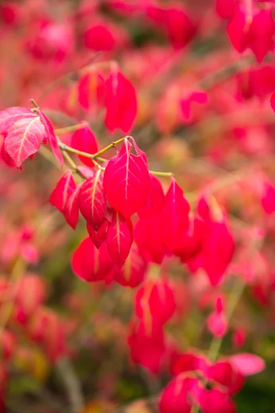Bir çalılığın dallarında parlak kırmızı yapraklar — Stok fotoğraf