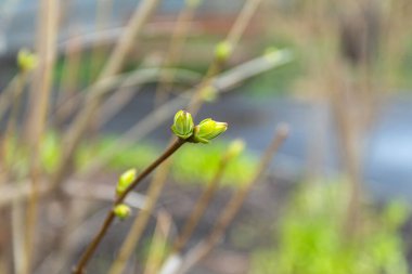 İlk tomurcuklar baharın başlarında dallarda çiçek açar.