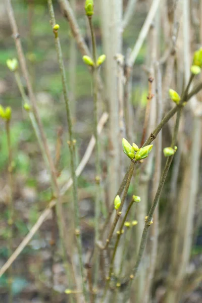 Los primeros brotes florecen en las ramas a principios de la primavera — Foto de Stock