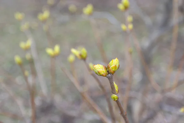 Les premiers bourgeons fleurissent sur les branches au début du printemps — Photo