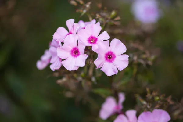 Rózsaszín Virágok Kertben Phlox Választható Fókuszban — Stock Fotó