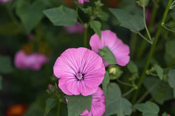 Hibiscus Bloem Een Tuin Roze Bloem Close — Stockfoto