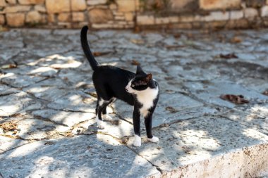 Siyah beyaz kedi güneşli yaz gününde kaldırımda durur..