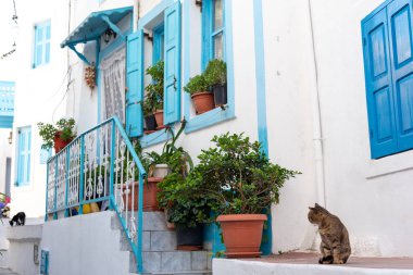Kedi diğer kediyi izliyor. Yunanistan 'da geleneksel beyaz ve açık mavi ev. 
