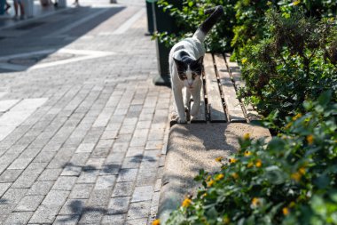 Kedi parkta bankta yürür. Güneşli yaz gününde evcilleştirilmemiş beyaz ve siyah kedi.