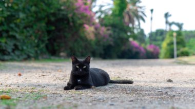 Kara kedi kameraya bakıyor. Kedi güneşli yaz gününde güzel bir yerde yatıyor..