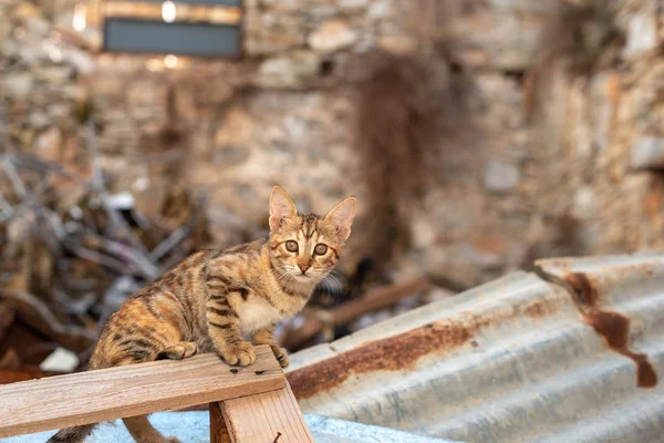 Undomesticated cat sits in ruined house. Brown striped cat looks at camera.