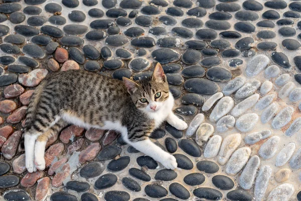 Undomesticated cat lies on traditional pebble mosaic. Cat\'s portrait. Cat looks at camera.